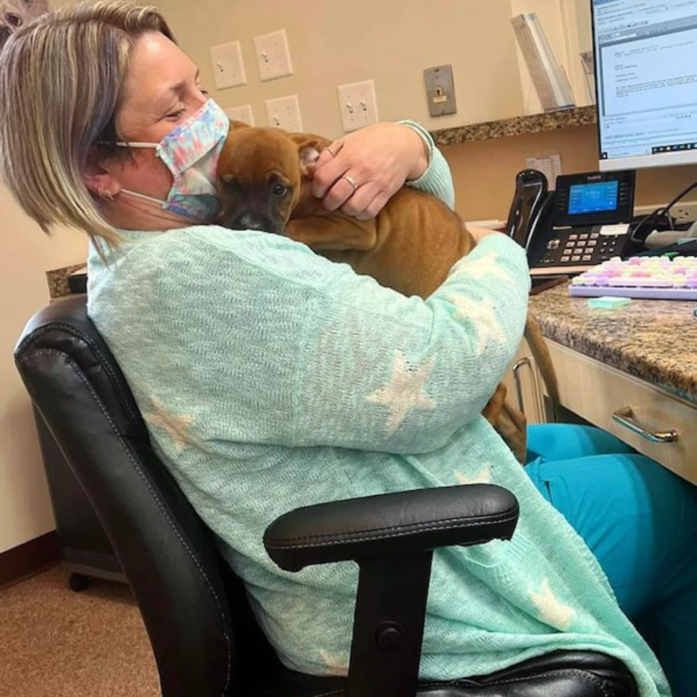 North Windham Veterinary Hospital Patient Gallery Vet Clinic In