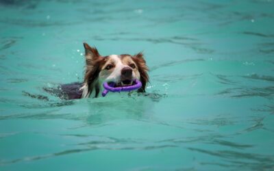 Keep Your Pets Safe While Swimming