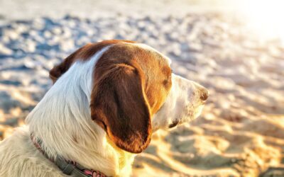 How to Protect Your Pet from Heatstroke
