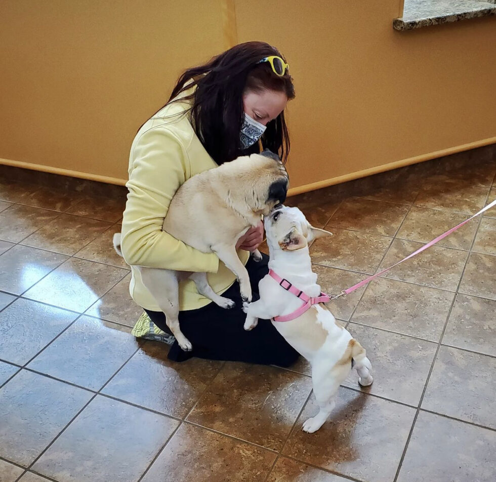 About North Windham Veterinary Hospital Vet In Windham, ME 04062