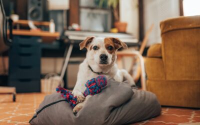 Selecting Safe Toys for Your Pets