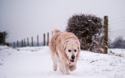 Safeguarding Pets Against Hazards in January