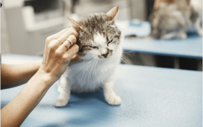 Why Your Cat Needs a Yearly Vet Visit