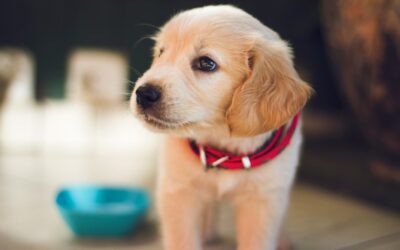 New Year, New Pet: Essential Tips for New Puppy and Kitten Owners