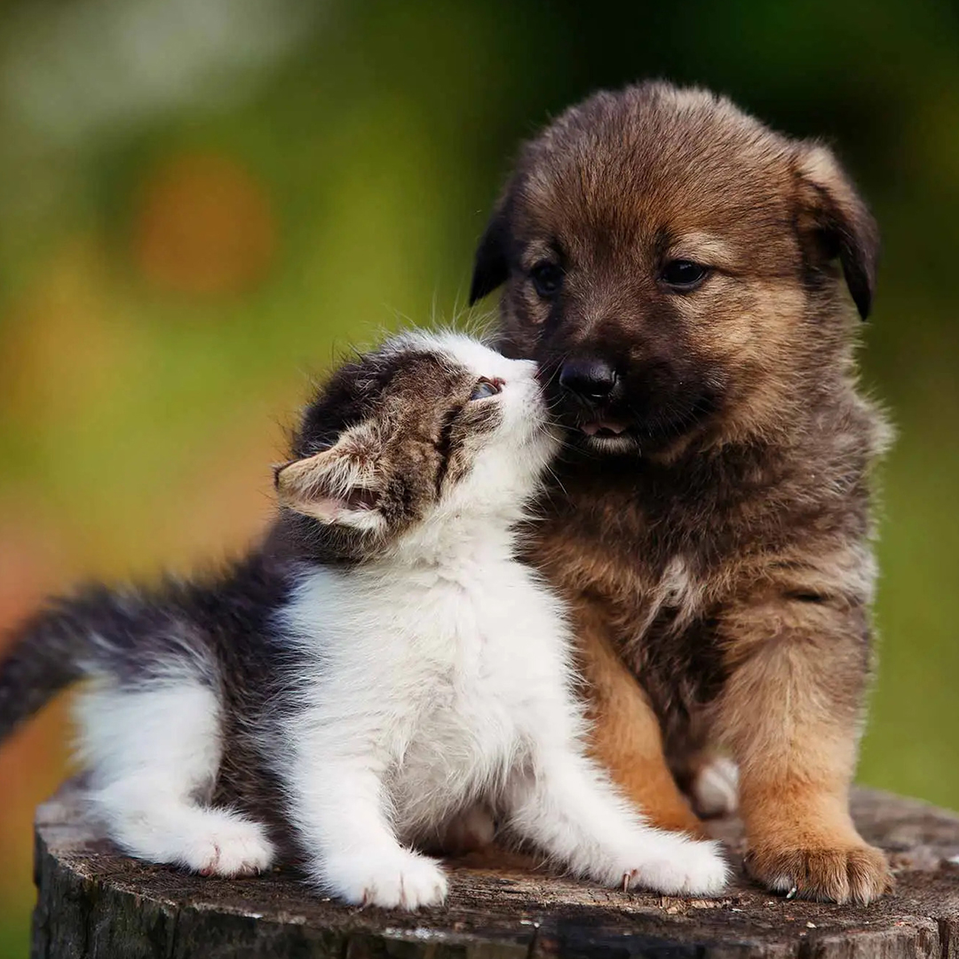 puppy and kitten
