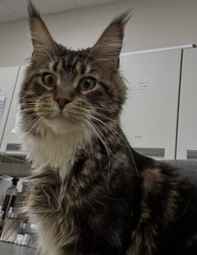 a cat looking at something curiously