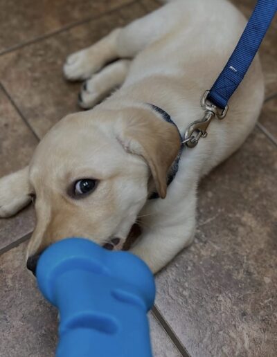 a puppy on leash playing with a toy